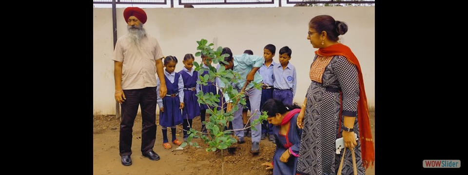 Tree Plantation