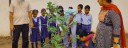 Tree Plantation
